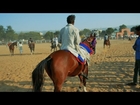 indian Marwadi horse.marwari Ghoda.मारवाड़ी घोडा.Horse Show Pushkar Fair,India.घोड़ा,पुष्कर मेला