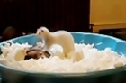 Ferrets Go Nuts Over Packing Peanuts