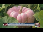 A 6-year-old's pink pumpkins help a breast cancer survivor