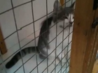 Cat For Adoption - Young Grey & White Rescue Cat