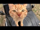 The Cat Ginger is testing his jeep Mercedes-Benz G-class 6.3 off-road for kids!