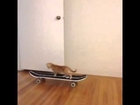 Skateboarding Kitten