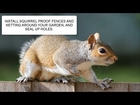 HOW TO GET RID OF SQUIRRELS & SQUIRREL CONTROL UK  ~ CATCH-IT LTD PEST CONTROL LONDON