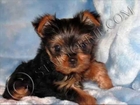 Teacup Yorkshire terrier aka Yorkie puppies