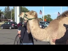 Hump Day at Rochester Motor Cars!