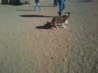 Australian Shepherd Skye Playing at the Dog Park (1)