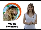 Ugly animal vote - Proboscis monkey (Ellie Taylor)