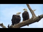 American Bald Eagle Mary & Joseph: Inspiration