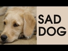 Sad DOG Whimpering and Barking [Free Download]