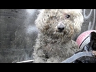 Blind Dog Rescued - Fiona
