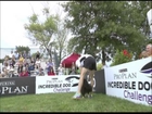 Small Dog Agility Winner - 2013 Purina® Incredible Dog Challenge Finals