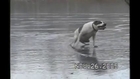 Poor dog sliding on an frozen lake...