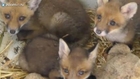 Orphaned foxes rescued after hunter shoots mother