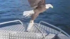 Bald Eagle swoops in to take fish off boat