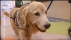 Local dogs trained to detect urinary tract infections